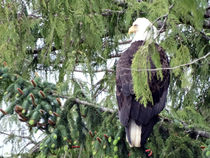 Eagle Watching by Gena Weiser