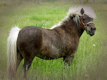 Look at My Hair by Gena Weiser