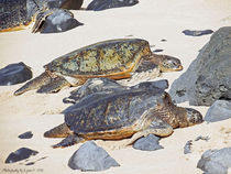 Sea Turtles by Gena Weiser