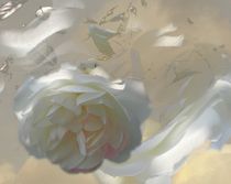 Weiße Rose von Thuvos Virtuelles Atelier