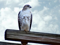 Red Tailed Hawk Waiting von Gena Weiser