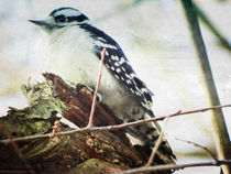 Downy Woodpecker by Gena Weiser