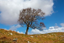 A single tree, Dumfries and Galloway von David Hare