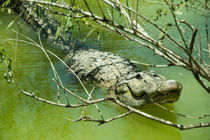 Alligator  by Rob Hawkins