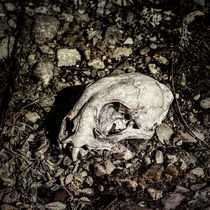 Lynx Skull von Fredrick Denner