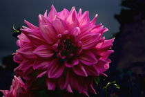 pink Dahlie pink dahlias von m-j-artgallery