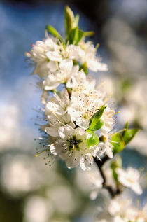 Blossom by Jeremy Sage