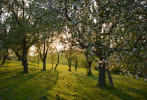 abends in der Streuobstwiese by gugigei