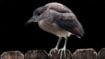 Black-Crowned Night-Heron by Gena Weiser