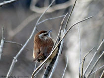 Carolina Wren by Gena Weiser