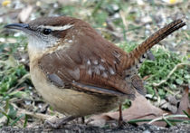 Carolina Wren 1 von Gena Weiser