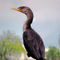 Double-crested-cormorant