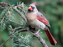 Ohio Female Cardinal by Gena Weiser