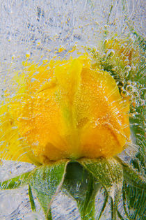 Gelbe Rose in Eis 1 by Marc Heiligenstein