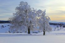 Winter auf dem Schauinsland Freiburg von Patrick Lohmüller