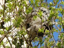 Wasps' Nest by Rod Johnson