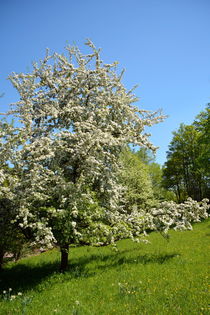 Apfelbaum von gugigei