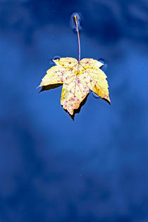 Herbst Blatt von Borg Enders