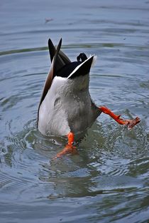 Köpfchen in das Wasser, Schwänzchen in die Höh... by loewenherz-artwork