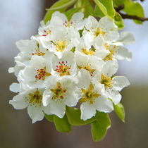 Birnenblüten von gugigei