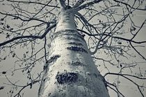 Maibaum  >:-))) von leddermann