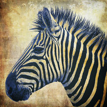 Zebra Portrait PopArt von AD DESIGN Photo + PhotoArt