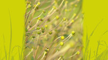 tanz im sonnenschein - dancing in the sunlight von augenwerk