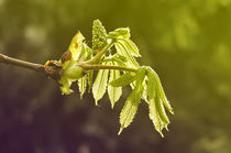 entfaltung - unfurling von augenwerk