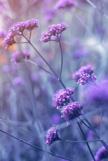 lila stimmung - in purple mood von augenwerk