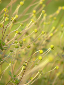 tanz im sonnenschein - dancing in the sunlight von augenwerk