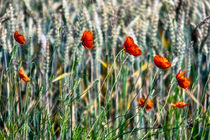 Mohn by phobeke