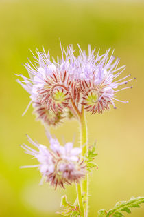 Lila Blume von sven-fuchs-fotografie