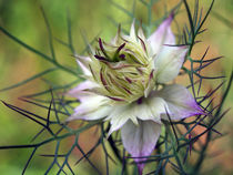 Blüte der Jungfer im Grünen, nigella damascena. Blossom of love in a mist von Dagmar Laimgruber