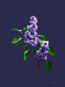 Spray of Lilacs von Susan Savad