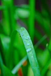 raindrops... 1 von loewenherz-artwork