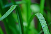 raindrops... 2 von loewenherz-artwork