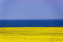 Raps an der Ostsee von Borg Enders