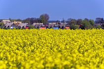 Ahrenshoop im Raps von Borg Enders