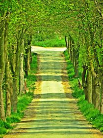 Tree Lined Avenue von Sandra  Vollmann