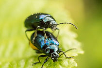 Blauer Erlenblattkäfer von vorn von toeffelshop