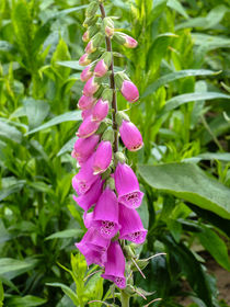 Venlo Floriade 6 von consen