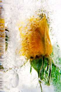 Yellow rose in ice 2 by Marc Heiligenstein