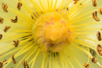 Heckenrosenblüte Makro von toeffelshop