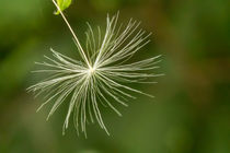 Samenhaar einer Pusteblume von toeffelshop