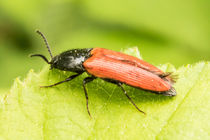 Roter Schnellkäfer von toeffelshop