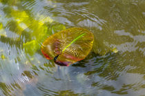 Blatt im Wasser von fotolos