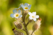 Vergissmeinnicht Blüte  by toeffelshop