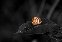 The Snails Habitat von Peter Hebgen