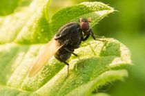 Fliege auf Blatt 2 von toeffelshop