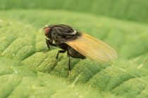 Fliege auf Blatt von toeffelshop